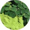 Hoja de Moringa — ingrediente de Tensinorm